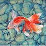 Goldfish