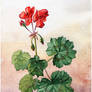 The first flowers of red pelargonium