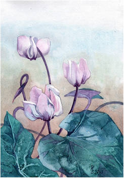 Cyclamen