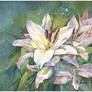 lilies