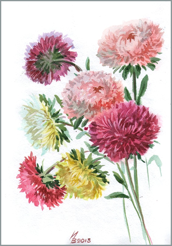 Asters