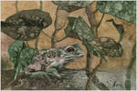 earthen toad by kosharik69