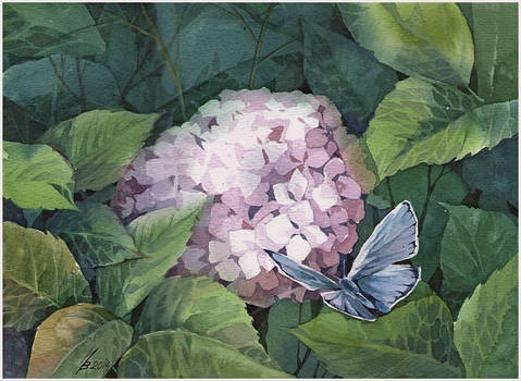 hydrangea