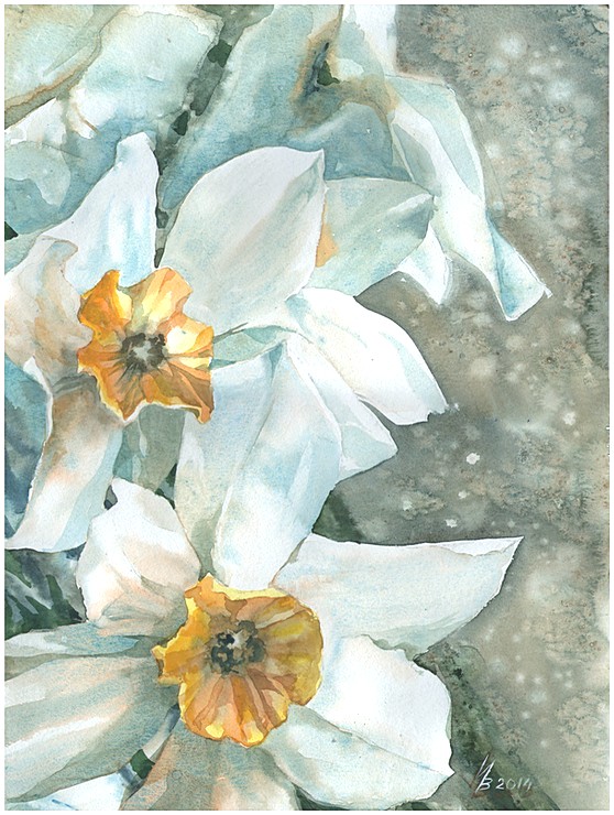 daffodils