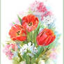 Tulips and geraniums