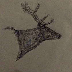 Quick red deer sketch 