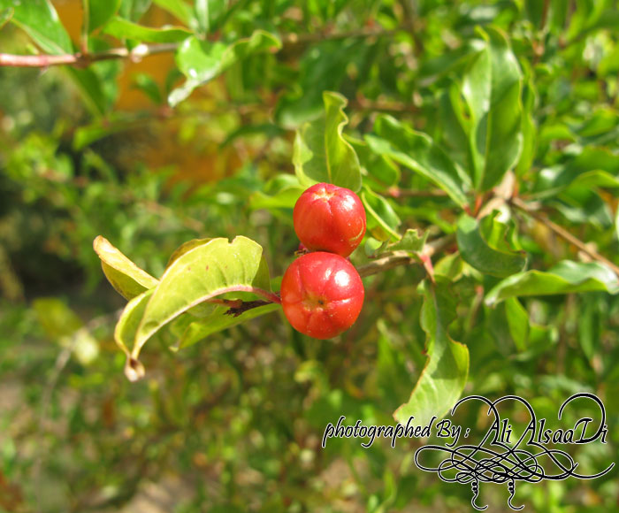 small pomegranate