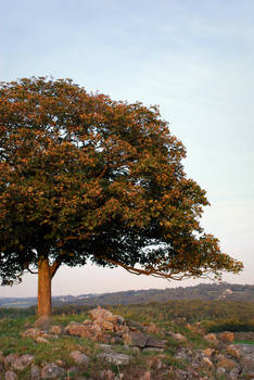 Tree On The Hill