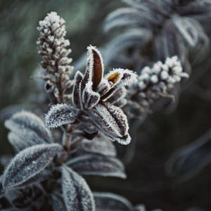 Frost