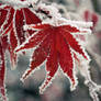 Frozen Maple