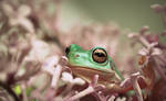 Frog of Flowers by hakukamizaki