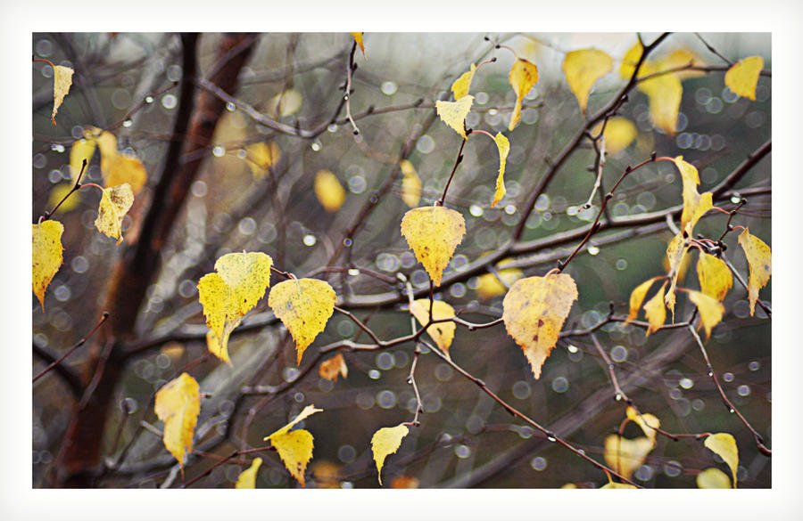 Wet Leaves