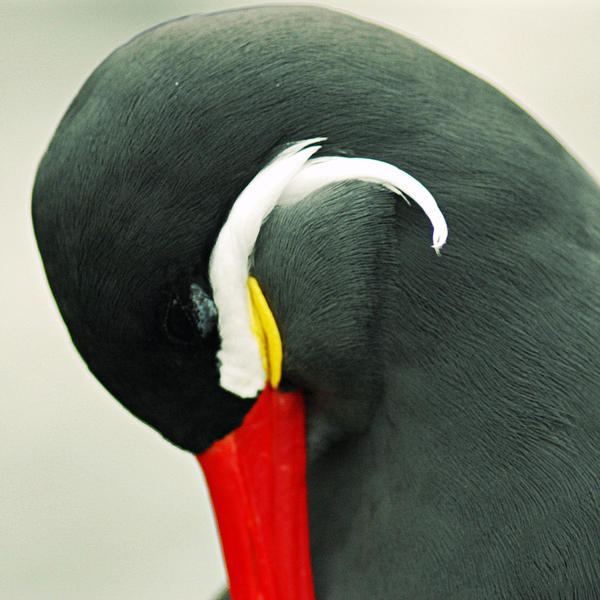 Inca Tern