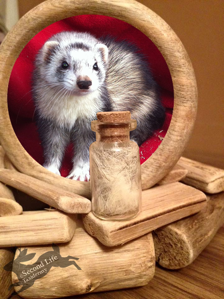 Ferret fur-bottle FOR SALE *Ethically sourced*