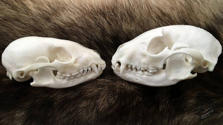 Skull comparison - raccoons