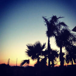Palm Tree Sunset Photography