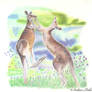 Fighting kangaroos...