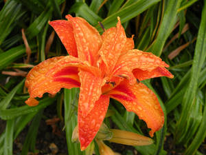 Orange Lily With Raindrops