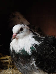 Pigeon Portrait.