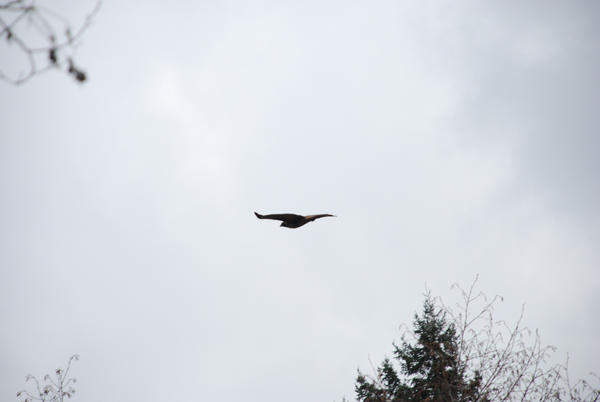 In Flight