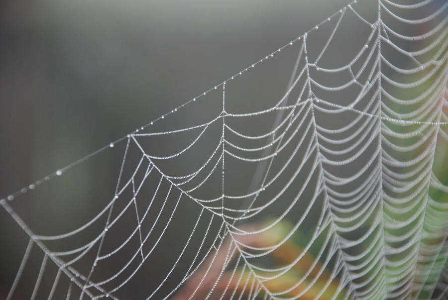 Morning dew on a web