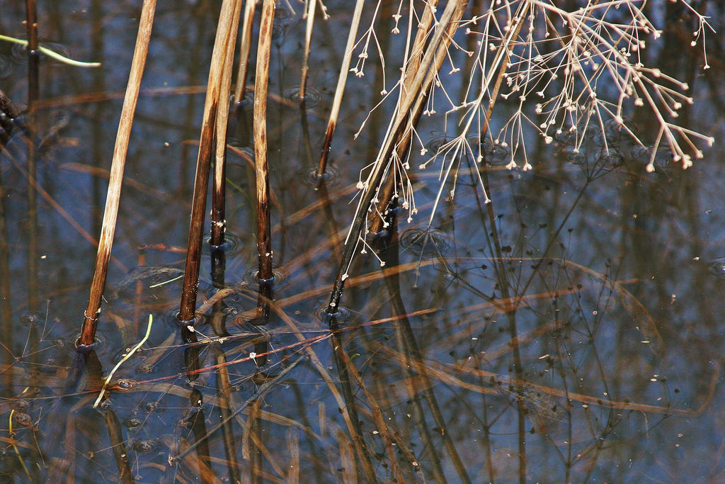 reeds in the water by treeblue on DeviantArt