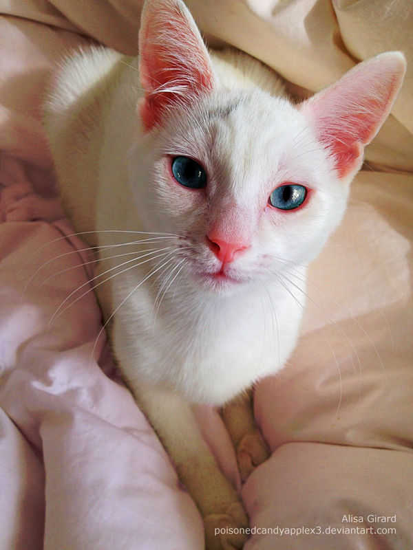 Bright-Eyed Kitty