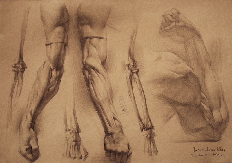 arm study