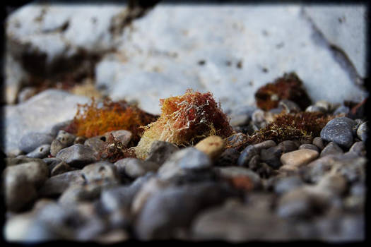 Colorful seaweed