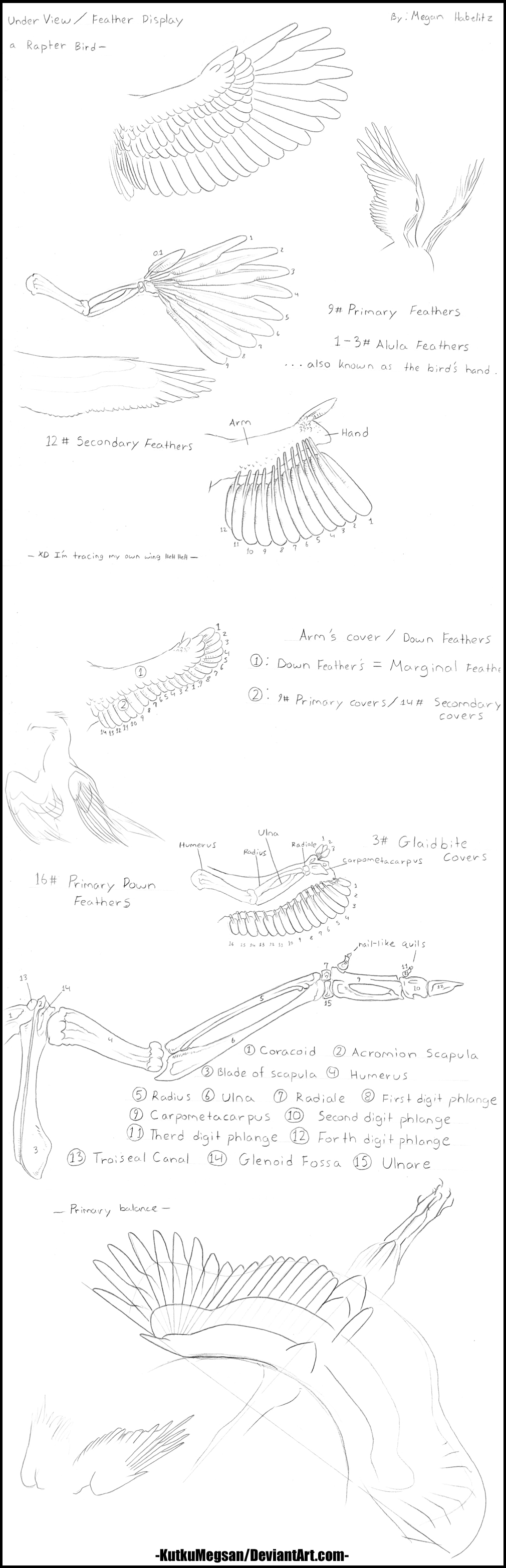 -Bird Wing Anatomy Tutorial- LineArt -KutkuMegsan-