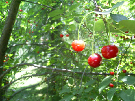 Cherries