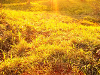 Golden meadow