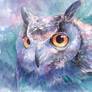 Illusive Owl