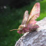 Hummingbird Moth