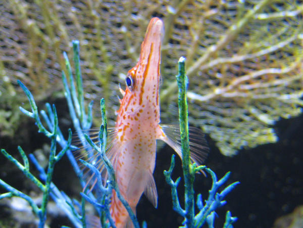 Random Fish by vgamefreak913 on DeviantArt