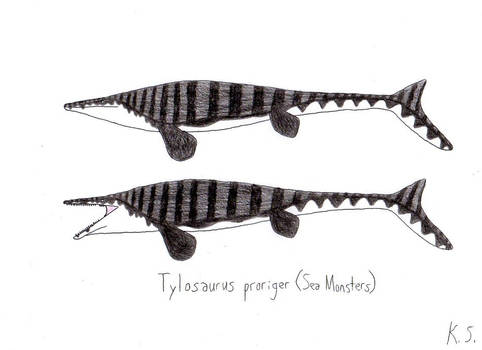 Tylosaurus proriger