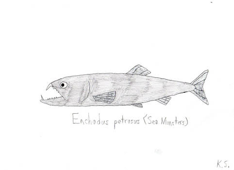 Enchodus petrosus