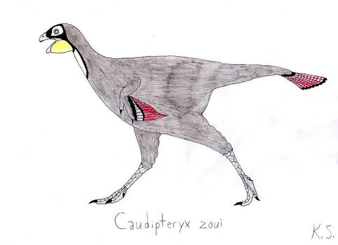 Caudipteryx zoui