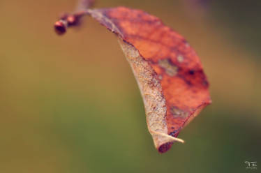 autumn leave