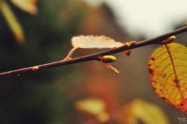 Golden Leaves