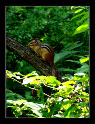 French Chipmunk