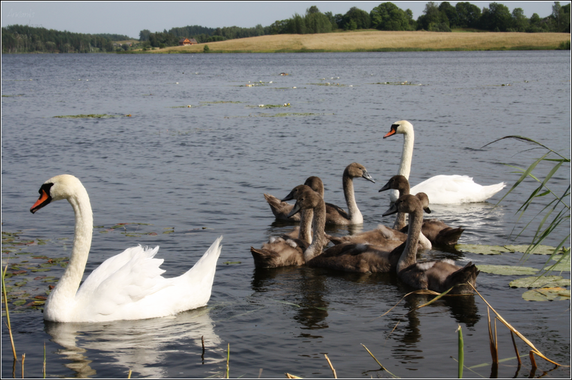 Swan family