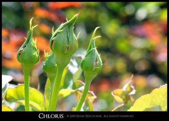 Chloris