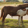 Nursing Pony III