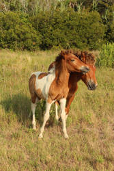 Ponies in Tall Grasses X