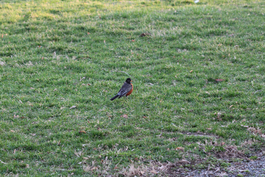 Robin In Grass