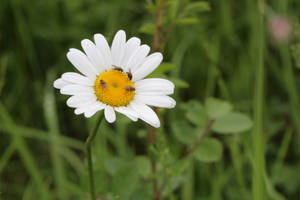 White Flower With Flies Stock