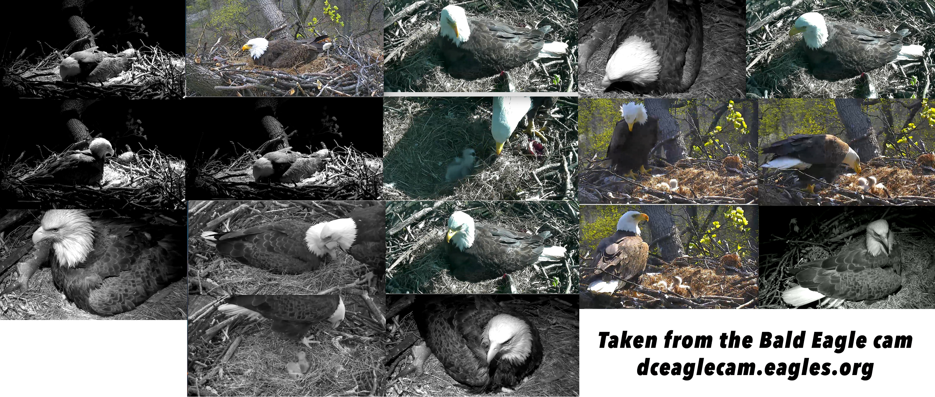 Eagle Cam Stock Bundle