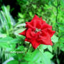 red rose