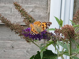 Butterfly on Bush In back garden